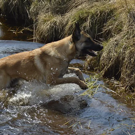 Waldblick Mit Sauna *